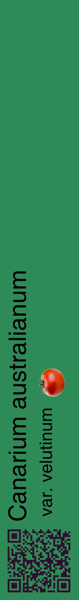 Étiquette de : Canarium australianum var. velutinum - format c - style noire11_basiquehel avec qrcode et comestibilité simplifiée