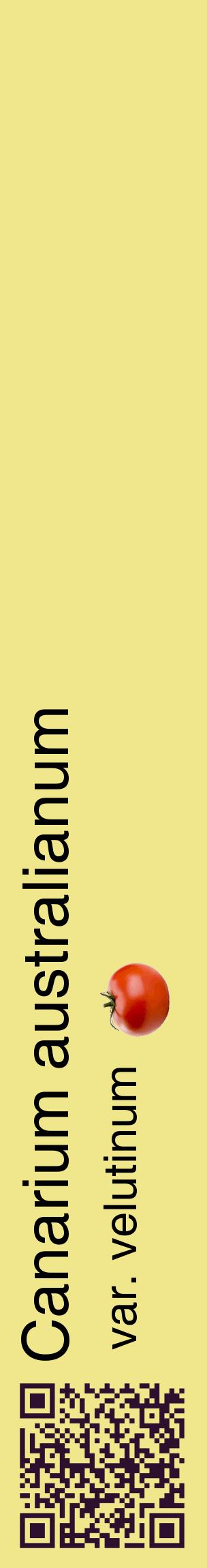 Étiquette de : Canarium australianum var. velutinum - format c - style noire20_basiquehel avec qrcode et comestibilité simplifiée