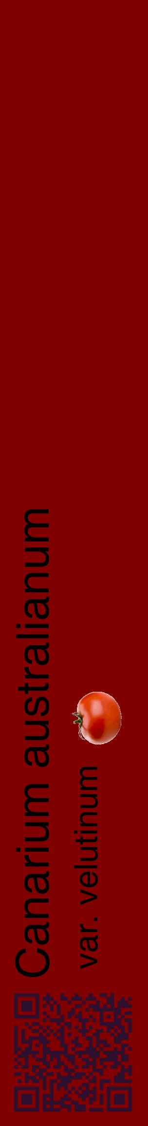 Étiquette de : Canarium australianum var. velutinum - format c - style noire29_basiquehel avec qrcode et comestibilité simplifiée