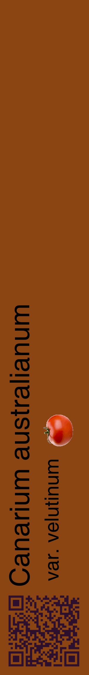 Étiquette de : Canarium australianum var. velutinum - format c - style noire30_basiquehel avec qrcode et comestibilité simplifiée