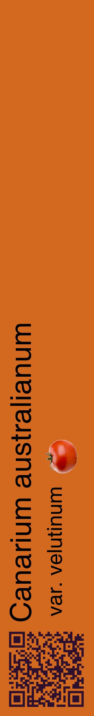 Étiquette de : Canarium australianum var. velutinum - format c - style noire31_basiquehel avec qrcode et comestibilité simplifiée