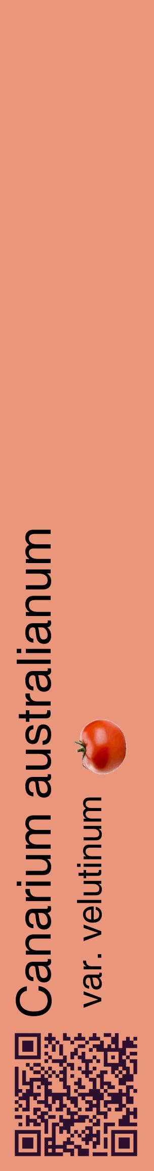 Étiquette de : Canarium australianum var. velutinum - format c - style noire37_basiquehel avec qrcode et comestibilité simplifiée