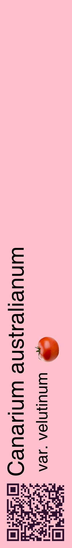 Étiquette de : Canarium australianum var. velutinum - format c - style noire40_basiquehel avec qrcode et comestibilité simplifiée