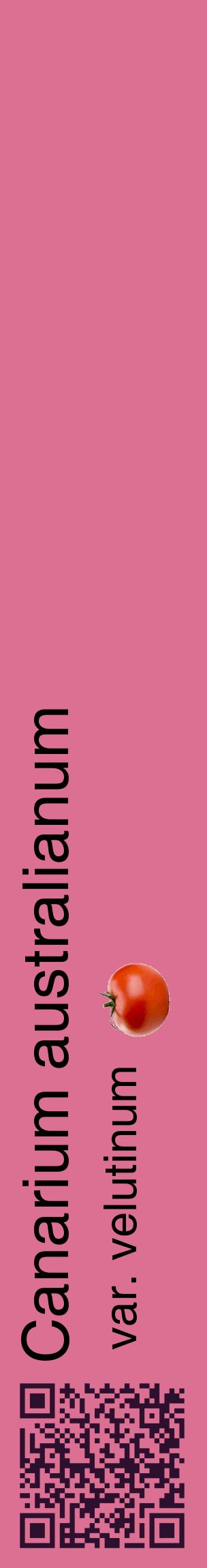 Étiquette de : Canarium australianum var. velutinum - format c - style noire44_basiquehel avec qrcode et comestibilité simplifiée