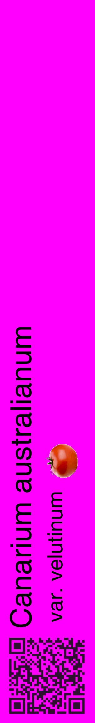 Étiquette de : Canarium australianum var. velutinum - format c - style noire51_basiquehel avec qrcode et comestibilité simplifiée
