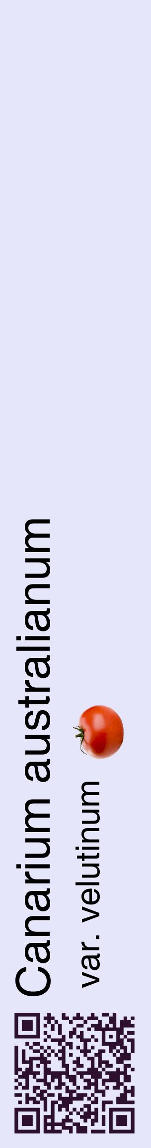 Étiquette de : Canarium australianum var. velutinum - format c - style noire55_basiquehel avec qrcode et comestibilité simplifiée