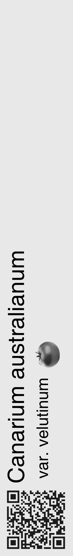 Étiquette de : Canarium australianum var. velutinum - format c - style noire55_basique_basiquehel avec qrcode et comestibilité simplifiée - position verticale
