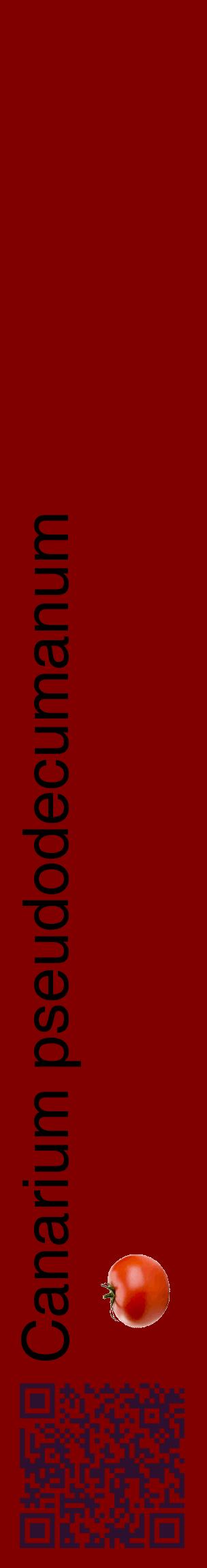 Étiquette de : Canarium pseudodecumanum - format c - style noire29_basiquehel avec qrcode et comestibilité simplifiée