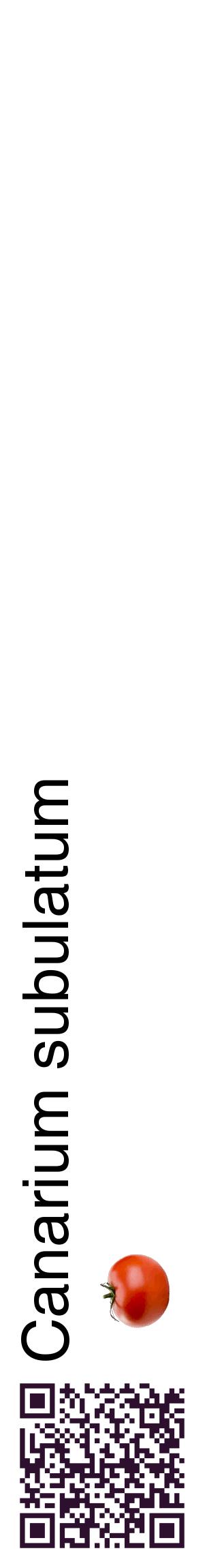 Étiquette de : Canarium subulatum - format c - style noire60_basiquehel avec qrcode et comestibilité simplifiée