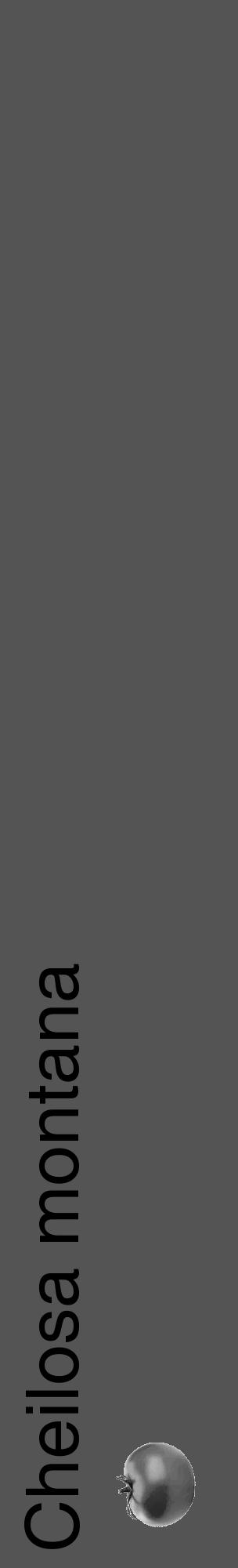 Étiquette de : Cheilosa montana - format c - style noire30_basique_basiquehel avec comestibilité simplifiée - position verticale