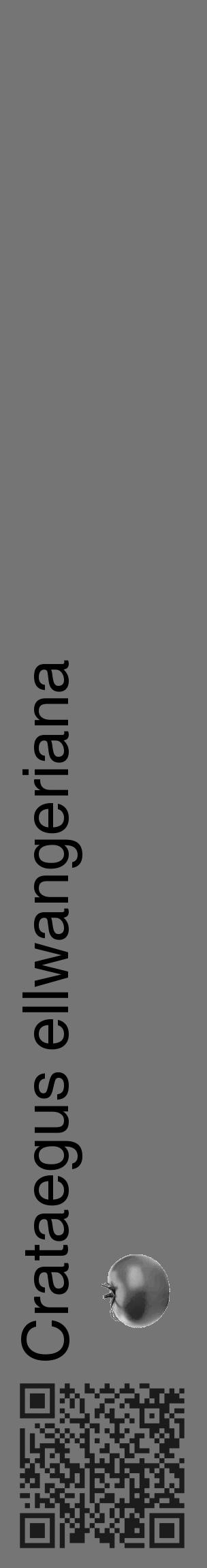 Étiquette de : Crataegus ellwangeriana - format c - style noire5_basique_basiquehel avec qrcode et comestibilité simplifiée - position verticale
