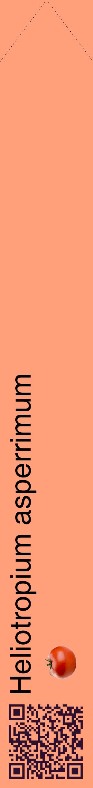 Étiquette de : Heliotropium asperrimum - format c - style noire39_simplehel avec qrcode et comestibilité simplifiée