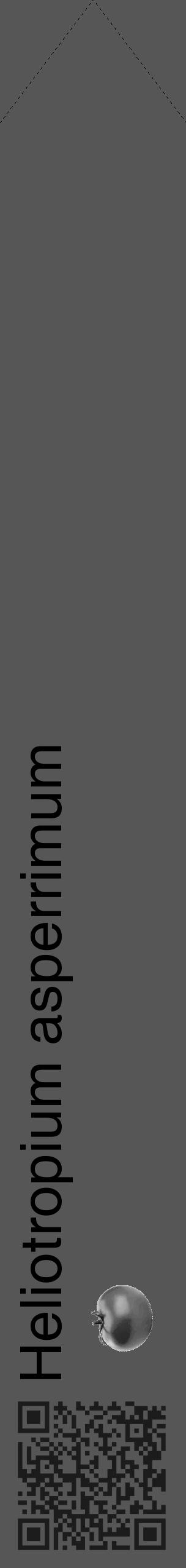Étiquette de : Heliotropium asperrimum - format c - style noire45_simple_simplehel avec qrcode et comestibilité simplifiée - position verticale