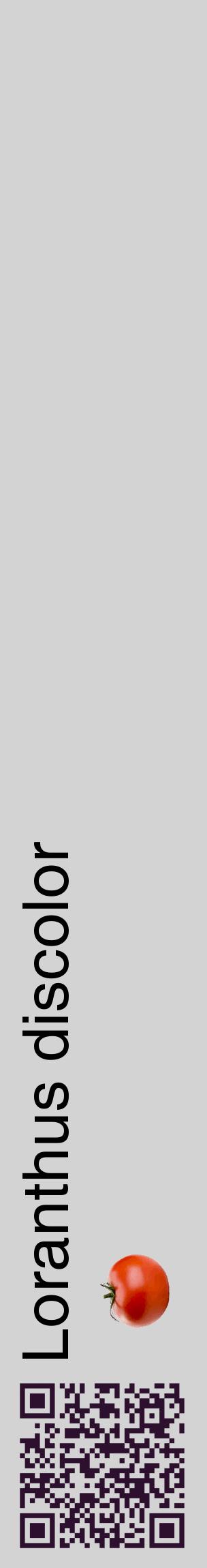 Étiquette de : Loranthus discolor - format c - style noire56_basiquehel avec qrcode et comestibilité simplifiée
