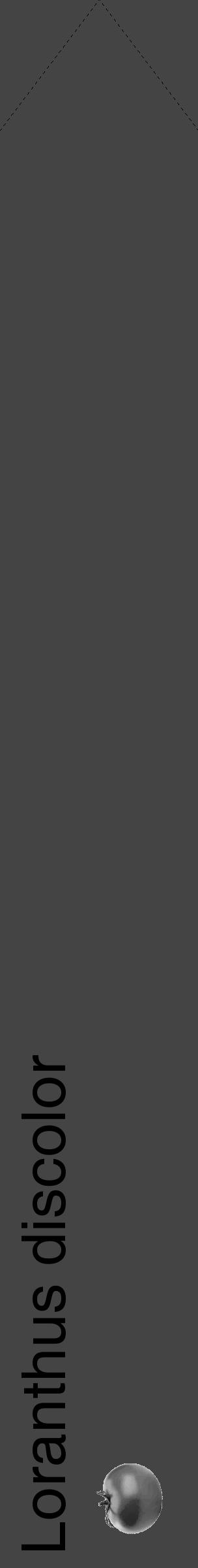 Étiquette de : Loranthus discolor - format c - style noire48_simple_simplehel avec comestibilité simplifiée - position verticale