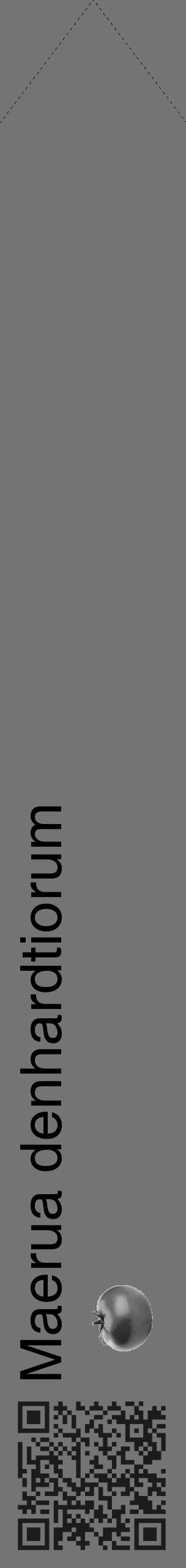Étiquette de : Maerua denhardtiorum - format c - style noire26_simple_simplehel avec qrcode et comestibilité simplifiée - position verticale