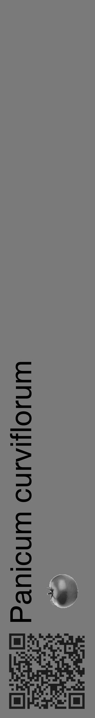 Étiquette de : Panicum curviflorum - format c - style noire3_basique_basiquehel avec qrcode et comestibilité simplifiée - position verticale
