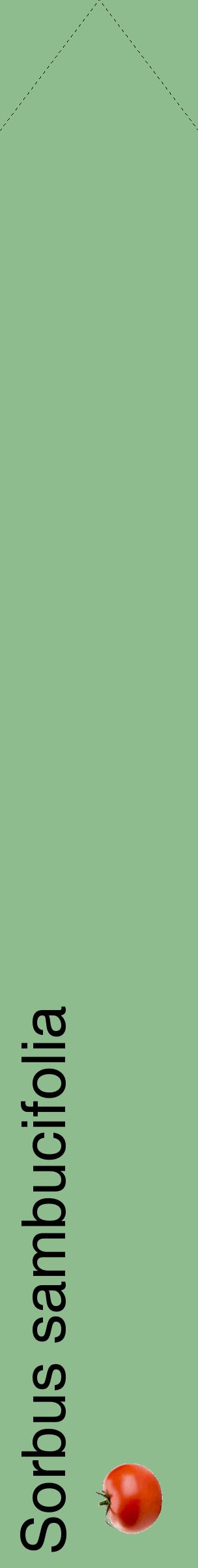 Étiquette de : Sorbus sambucifolia - format c - style noire13_simplehel avec comestibilité simplifiée