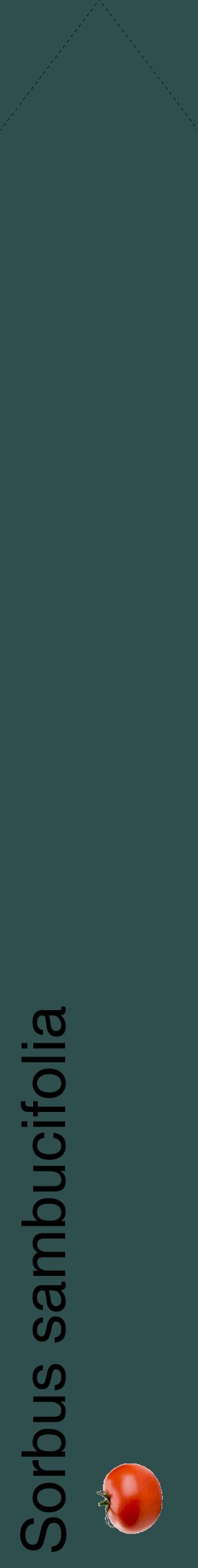 Étiquette de : Sorbus sambucifolia - format c - style noire58_simplehel avec comestibilité simplifiée
