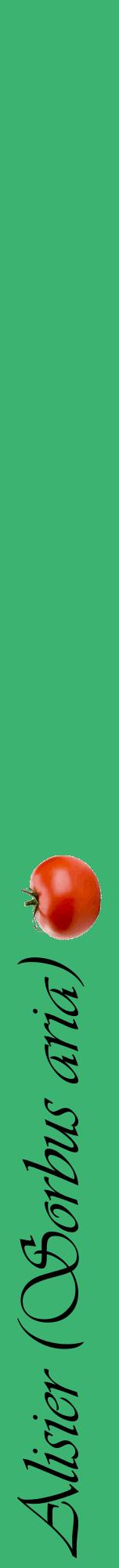 Étiquette de : Sorbus aria - format a - style noire12viv avec comestibilité simplifiée