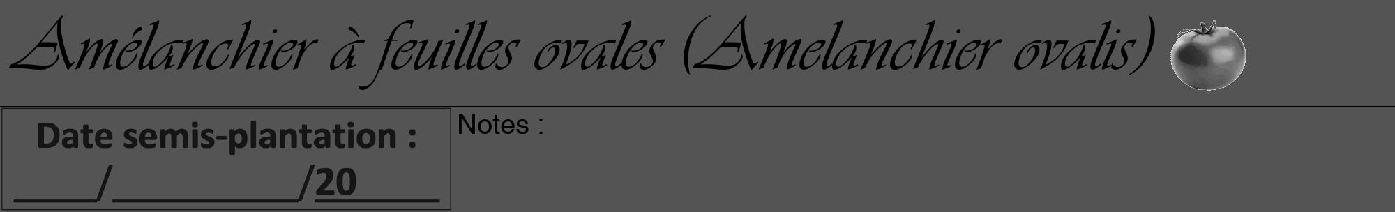 Étiquette de : Amelanchier ovalis - format a - style noire36viv avec comestibilité simplifiée