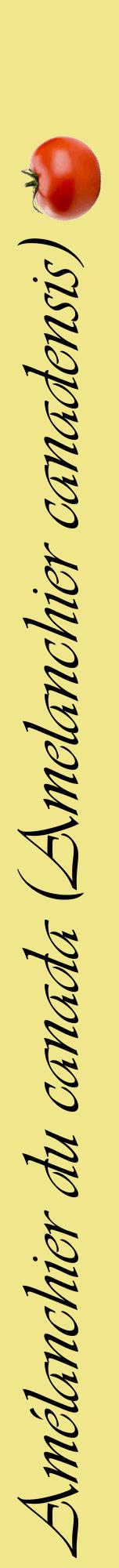 Étiquette de : Amelanchier canadensis - format a - style noire20viv avec comestibilité simplifiée