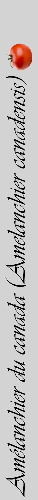 Étiquette de : Amelanchier canadensis - format a - style noire56viv avec comestibilité simplifiée