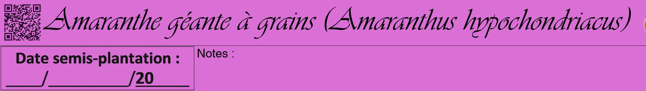 Étiquette de : Amaranthus hypochondriacus - format a - style noire52viv avec qrcode et comestibilité simplifiée
