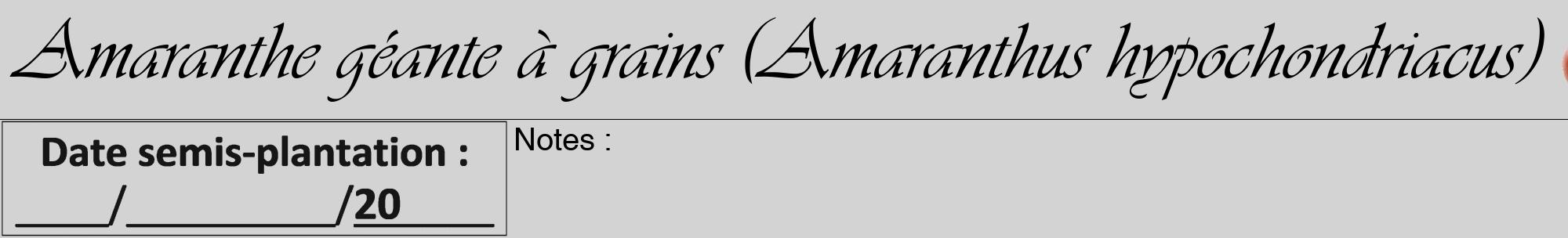 Étiquette de : Amaranthus hypochondriacus - format a - style noire56basiqueviv avec comestibilité simplifiée