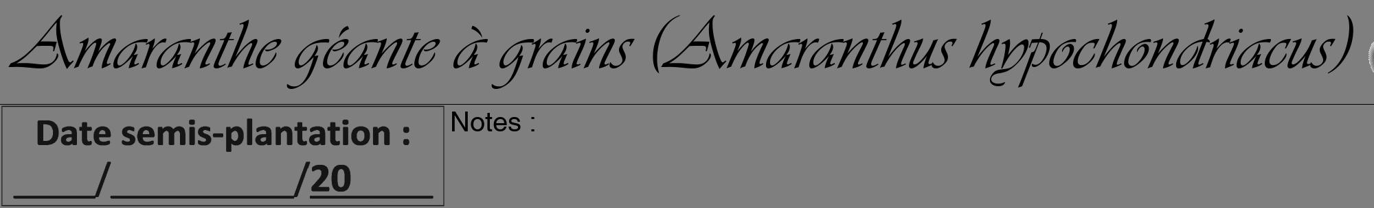 Étiquette de : Amaranthus hypochondriacus - format a - style noire57viv avec comestibilité simplifiée