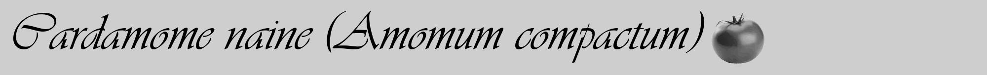 Étiquette de : Amomum compactum - format a - style noire17viv avec comestibilité simplifiée