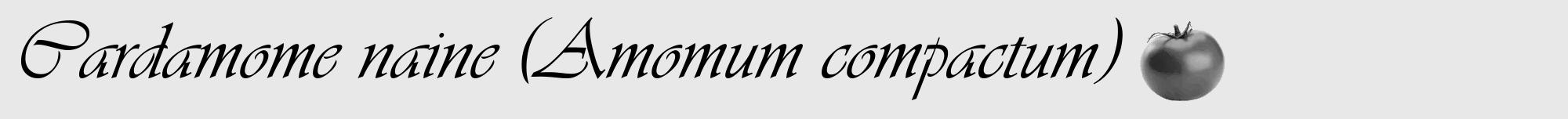 Étiquette de : Amomum compactum - format a - style noire55viv avec comestibilité simplifiée