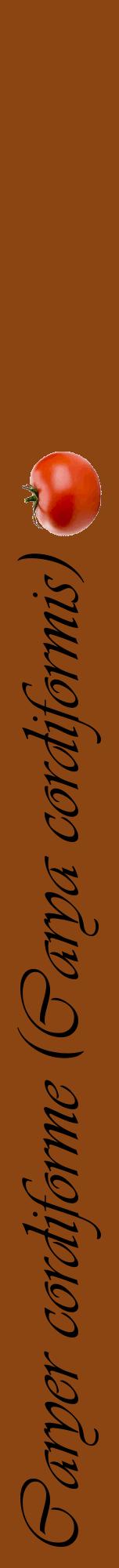 Étiquette de : Carya cordiformis - format a - style noire30viv avec comestibilité simplifiée