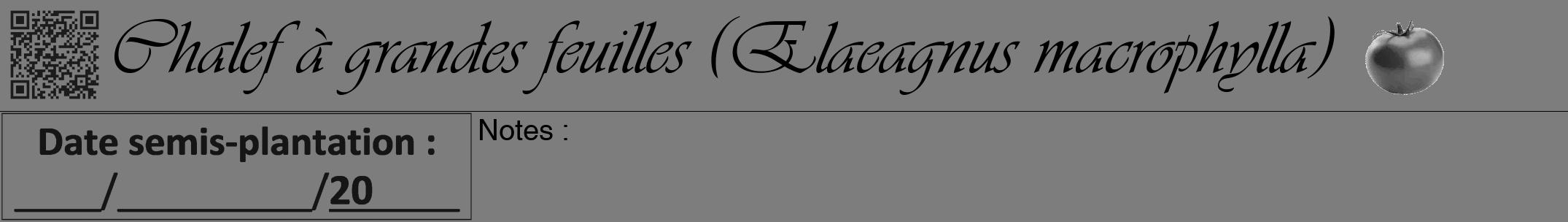 Étiquette de : Elaeagnus macrophylla - format a - style noire35viv avec qrcode et comestibilité simplifiée