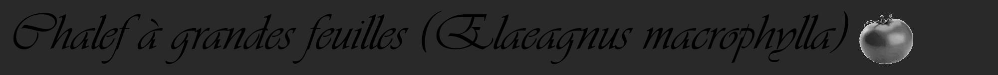 Étiquette de : Elaeagnus macrophylla - format a - style noire34viv avec comestibilité simplifiée