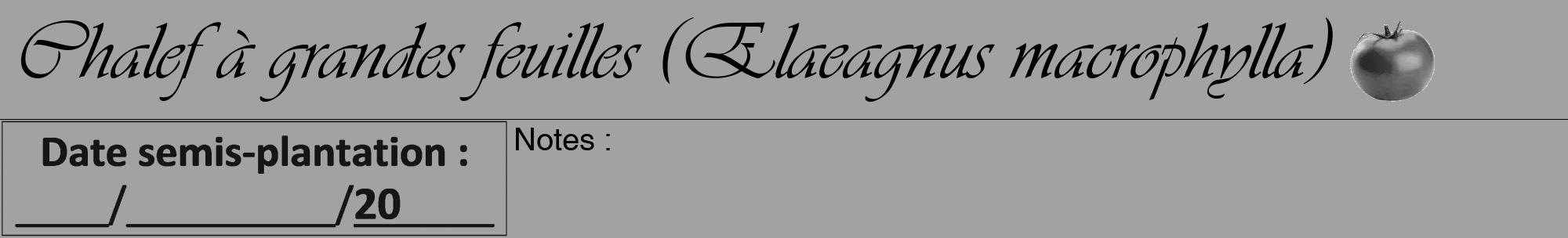 Étiquette de : Elaeagnus macrophylla - format a - style noire38viv avec comestibilité simplifiée