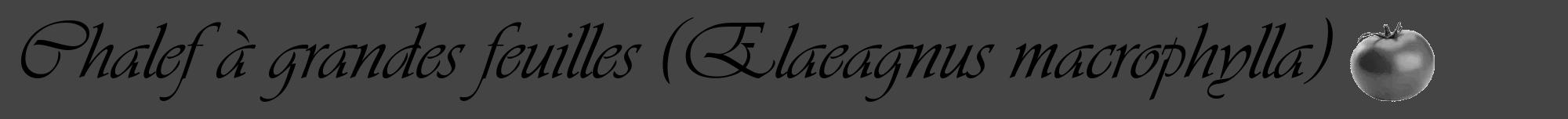 Étiquette de : Elaeagnus macrophylla - format a - style noire48basiqueviv avec comestibilité simplifiée