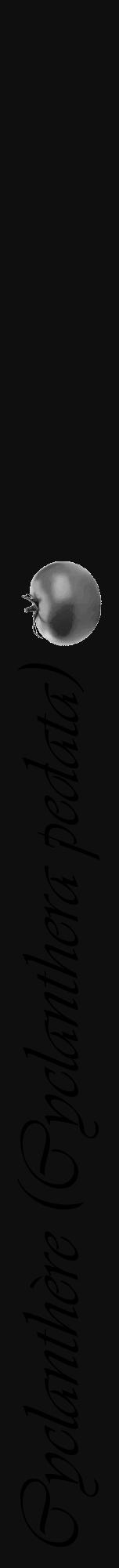 Étiquette de : Cyclanthera pedata - format a - style noire7viv avec comestibilité simplifiée - position verticale