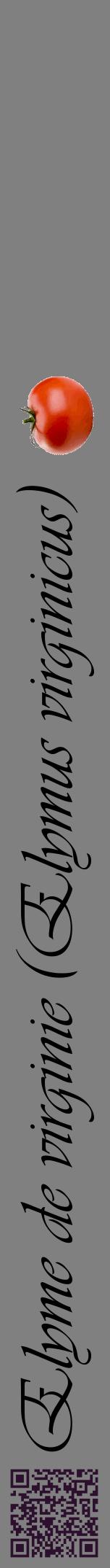 Étiquette de : Elymus virginicus - format a - style noire57viv avec qrcode et comestibilité simplifiée
