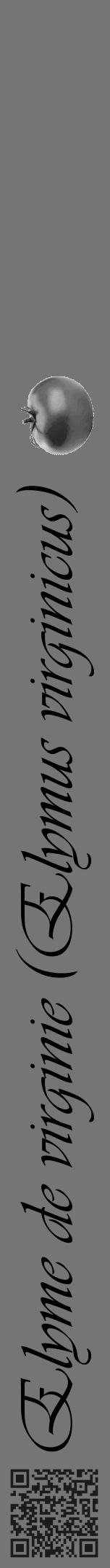 Étiquette de : Elymus virginicus - format a - style noire5viv avec qrcode et comestibilité simplifiée - position verticale