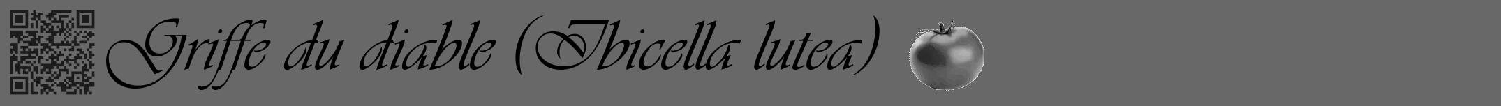 Étiquette de : Ibicella lutea - format a - style noire43viv avec qrcode et comestibilité simplifiée