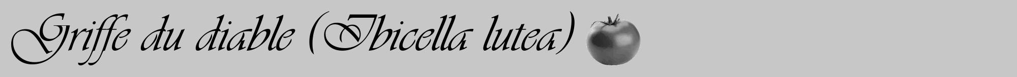Étiquette de : Ibicella lutea - format a - style noire15viv avec comestibilité simplifiée