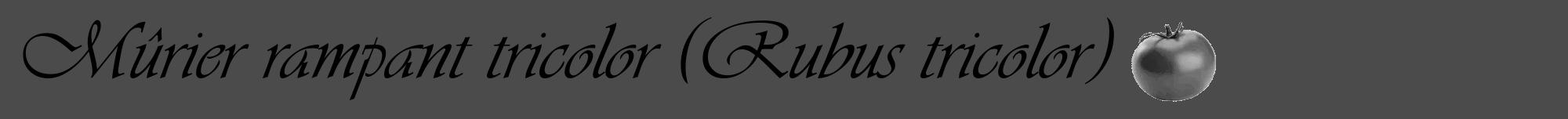 Étiquette de : Rubus tricolor - format a - style noire9viv avec comestibilité simplifiée