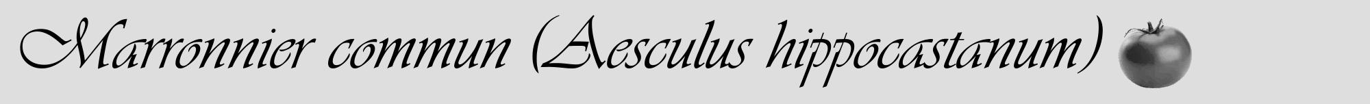 Étiquette de : Aesculus hippocastanum - format a - style noire20viv avec comestibilité simplifiée