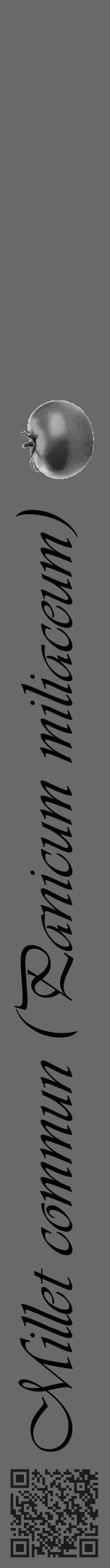 Étiquette de : Panicum miliaceum - format a - style noire51viv avec qrcode et comestibilité simplifiée - position verticale