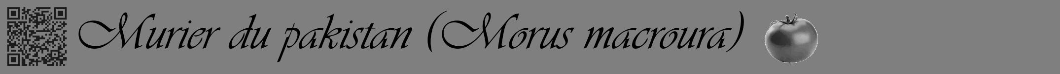 Étiquette de : Morus macroura - format a - style noire31viv avec qrcode et comestibilité simplifiée