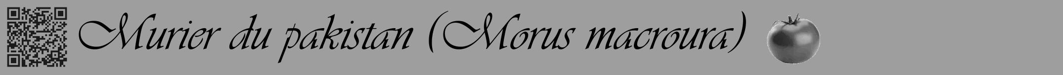 Étiquette de : Morus macroura - format a - style noire42viv avec qrcode et comestibilité simplifiée