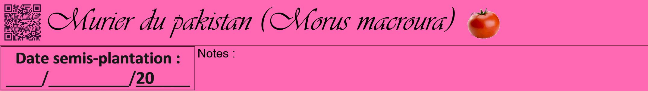 Étiquette de : Morus macroura - format a - style noire42viv avec qrcode et comestibilité simplifiée