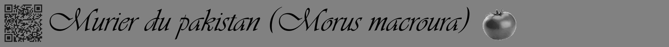 Étiquette de : Morus macroura - format a - style noire50viv avec qrcode et comestibilité simplifiée