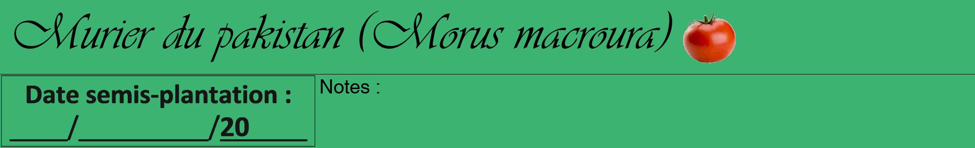 Étiquette de : Morus macroura - format a - style noire12viv avec comestibilité simplifiée